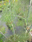 Preview: Foeniculum vulgare Giant Bronze 3