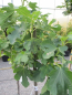 Preview: Ficus carica Dottato 2