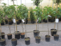 Preview: Ficus carica Dottato 3