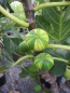 Preview: Ficus Panache Tigerfeigen
