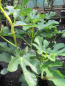 Preview: Ficus carica Goutte d'or 2