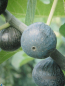 Preview: Feige carica Ronde de Bordeaux 1