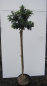 Preview: Fraxinus ornus Mecsek 2