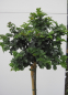Preview: Fraxinus ornus Mecsek1