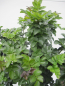Preview: Fraxinus ornus Mecsek 3