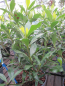 Preview: Gardenia jasminoides Fool Proof 2