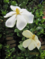 Preview: Gardenia jasminoides Kleims Hardy 1
