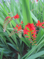 Preview: Crocosmia x crocosmiiflora Lucifer - Garten Montbretie Lucifer