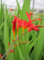 Preview: Crocosmia x crocosmiiflora Lucifer - Garten Montbretie Lucifer