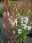 Preview: Garten-Prachtkerze Gambit White 1