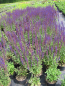 Preview: Garten Salbei Caradonna 3