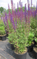 Preview: Garten Salbei Caradonna 2