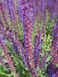 Preview: Garten Salbei Caradonna 1