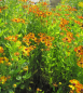 Preview: Garten-Sonnenbraut Rauchtopas 2