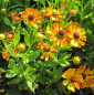 Preview: Garten-Sonnenbraut Rauchtopas 1