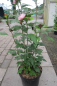 Preview: Garten-Eibisch Miss Silvia 2