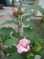 Preview: Garten-Eibisch Miss Silvia 4
