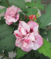 Preview: Garten-Eibisch Miss Silvia 1