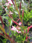 Preview: Garten-Prachtkerze Gambit Rose Bicolor - Gaura lindheimeri Gambit Rose Bicolor 3