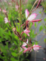 Preview: Garten-Prachtkerze Gambit Rose Bicolor 1