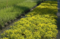 Preview: Genista lydia 2
