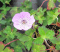 Preview: Geranium wallichianum Kelly Anne 3