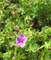 Preview: Blutstorchschnabel Dilys 2