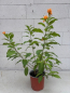 Preview: Cestrum aurantiacum 2