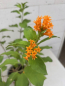Preview: Cestrum aurantiacum 1