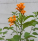 Preview: Cestrum aurantiacum 3
