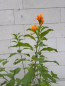 Preview: Cestrum aurantiacum 4