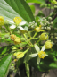 Preview: Grewia biloba 1
