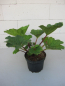 Preview: Gunnera manicata 2