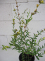 Preview: Heimia salicifolia 3