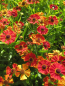 Preview: Garten-Sonnenbraut Poncho 1