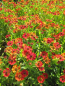 Preview: Garten-Sonnenbraut Poncho 2