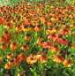 Preview: Sonnenbraut Sahin's Early Flowerer 2
