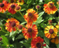 Preview: Sonnenbraut Sahin's Early Flowerer 1