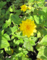 Preview: Stauden-Sonnenblume Soleil d'Or 2