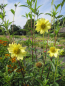 Preview: Riesen-Sonnenblume Sheila's Sunshine 1