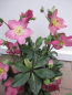 Preview: Helleborus x lemperii HGC ® Winter Ballet Karli 1
