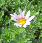 Preview: Chrysanthemum arcticum Roseum 1