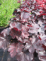 Preview: Heuchera x cultorum Starry Night 2