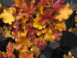 Preview: Heuchera micrantha Blondie 3