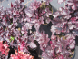 Preview: Purpurglöckchen Midnight Rose 3
