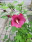 Preview: Garten-Eibisch Flower Tower Ruby 2