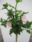 Preview: Hibiscus syriacus Hamabo 4