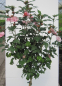 Preview: Hochstamm Garten-Eibisch Miss Silvia 2