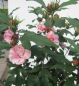 Preview: Hochstamm Garten-Eibisch Miss Silvia 1
