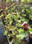 Preview: Hibiscus syriacus Purpureus Variegatus  4